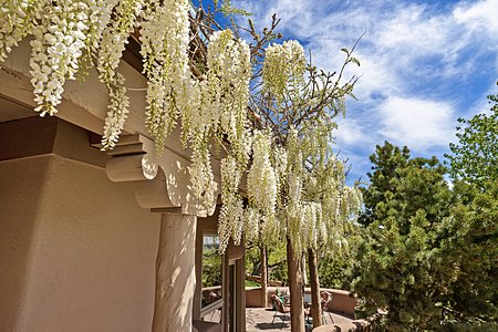 This wisteria vine is 42 years old, and wraps around the entire front and side of the house!