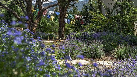 Established landscaping including 120 lavender bushes