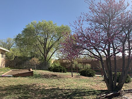 Side Yard with Blooming Fruit Trees