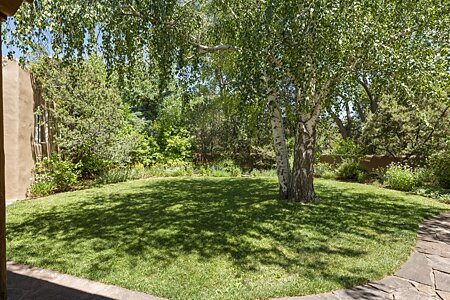 Backyard with Large Birch Tree